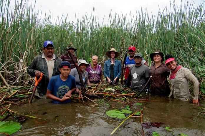 A revive crew hard at work renovating a mangrove