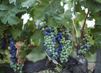 Wine grapes on a vine in Mexico
