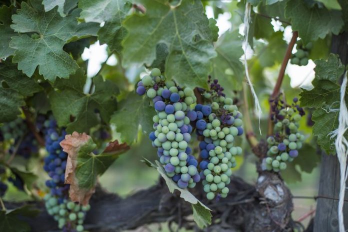 Wine grapes on a vine in Mexico