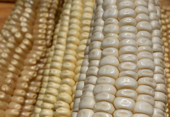 Mexican corn