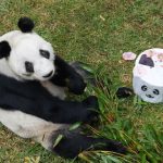 Xin Xin, Chapultepec Zoo's beloved giant panda, turns 34 today