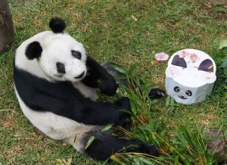 Xin Xin, Chapultepec Zoo's beloved giant panda, turns 34 today