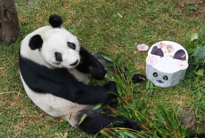 Xin Xin, Chapultepec Zoo's beloved giant panda, turns 34 today