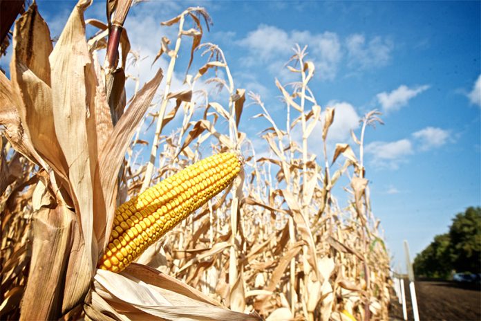 An industrial corn field, possibly cultivating Monsanto's GMO corn.