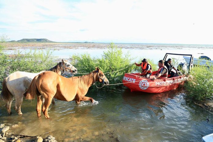 Two horses being guided by ropes attached to a powerboat that is helping them navigate the waters in the Cerro Prieto Dam in Linares, Nuevo Leon.