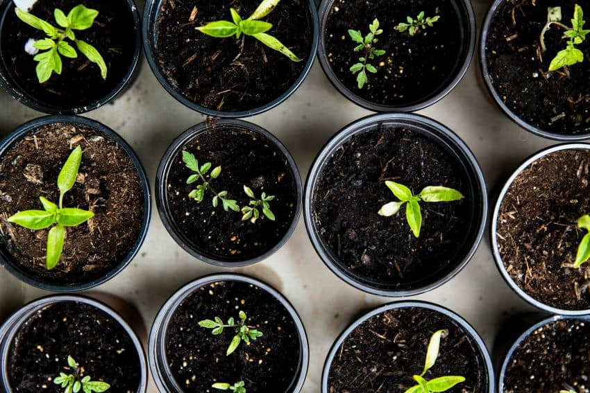 Plants and seeds