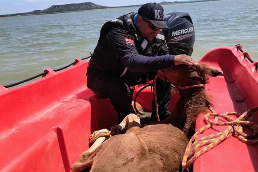 A officer sits in a Civil Protection rescue boat on the water and touches the head of a brown horse lying in the boat after being rescued.