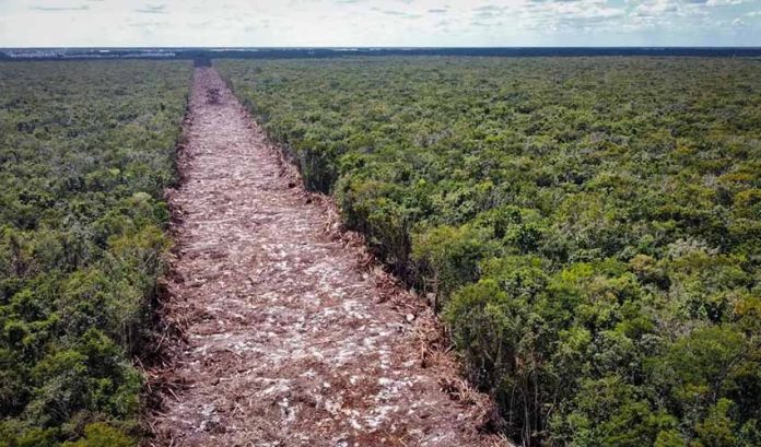 Maya Train route deforestation